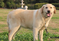 柴犬和拉布拉多犬哪个好(区别)