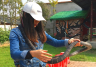 为什么养蛇亏的人多(原因)