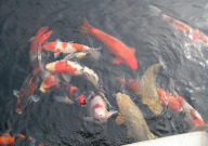 锦鲤怎么挑(品相)