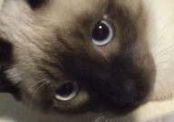 暹罗猫可以和什么猫配种（配出来最好看）