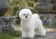 比熊幼犬爱睡觉正常吗(为什么)