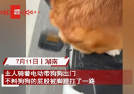 狗狗被电动车踏板打了一路屁股（注意安全）