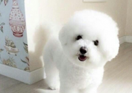 比熊牙齿松动怎么办(是怎么造成的)