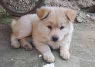 中华田园犬为什么不能做警犬(原因)