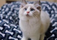 布偶猫大便稀怎么办(怎么回事)