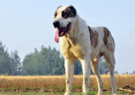中亚牧羊犬聪明吗(智商高不高)
