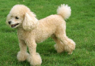 贵宾犬可以吃香蕉吗(好处)