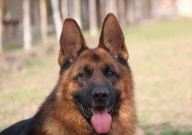 德国牧羊犬平背和弓背哪个好(区别)