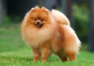 博美犬在哪里有卖的地方(能买到)