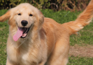 金毛可以吃蛋挞吗(为什么)