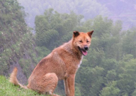 中华田园犬多久成年(要几个月)
