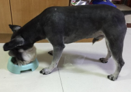 雪纳瑞能吃猕猴桃吗(好吗)