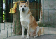 中华田园犬品种大全(介绍)