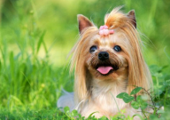 约克夏多大可以配种(生小狗)