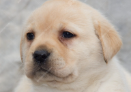 拉布拉多缺点有哪些（分析）