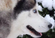 哈士奇半夜叫个不停怎么办(乱叫)