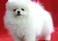 博美犬怎么训练握手(教程)