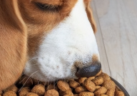赛犬先锋狗粮到底怎么样(好不好)