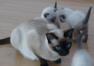 暹罗猫容易生病吗（为什么）