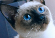 暹罗猫聪明吗（为什么）