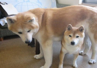 柴犬和秋田犬哪个好（一样吗）