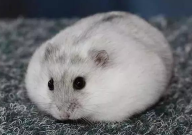 仓鼠能吃熟玉米吗(怎么喂)