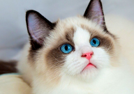 二个月的布偶猫怎样饲养（照顾）