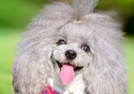 贵宾犬拉稀带血怎么办(吃什么药)