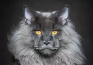 缅因猫哪些东西能吃(吃什么)