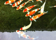 缸养锦鲤五大技巧(是什么)