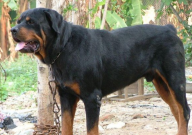 罗威纳犬的优点和缺点(有哪些)