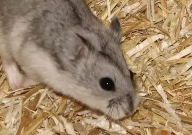 仓鼠能吃核桃仁吗(熟的还是生的)