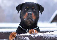 罗威纳犬爱叫吗（扰民吗）