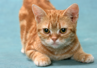 宠物猫可以吃甜食吗(为什么)