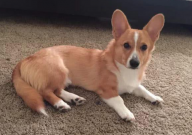 狗知道主人怀孕吗(会怎么样)