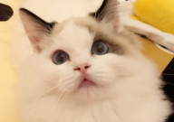 三花布偶猫值钱吗（多少钱一只）