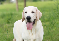 拉布拉多可以吃芒果吗（有毒吗）