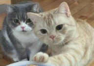 怀孕可以养猫咪吗(对胎儿有影响吗)