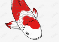 白金锦鲤好养吗(怎么养)