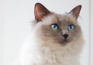 布偶猫眼屎多怎么回事(是什么原因)