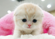 折耳猫不好养活吗(为什么)