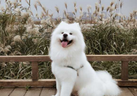 打萨摩耶会记仇吗(会不会)