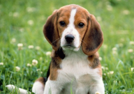 宠物猫怎么带回老家(准备)