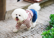 狗狗去宠物医院生产多少钱（贵吗）