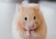 仓鼠能活多长时间(寿命)