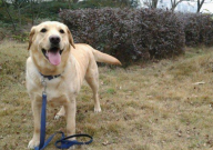 拉布拉多需要陪伴吗（粘人吗）