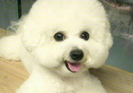 比熊做错事该怎么教训(教育方法)