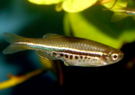 斑马鱼产卵需要公鱼吗(需要受精吗)