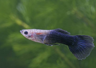 孔雀鱼黑死病会传染吗(会死亡吗)