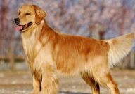 金毛能长多大多重(多高)